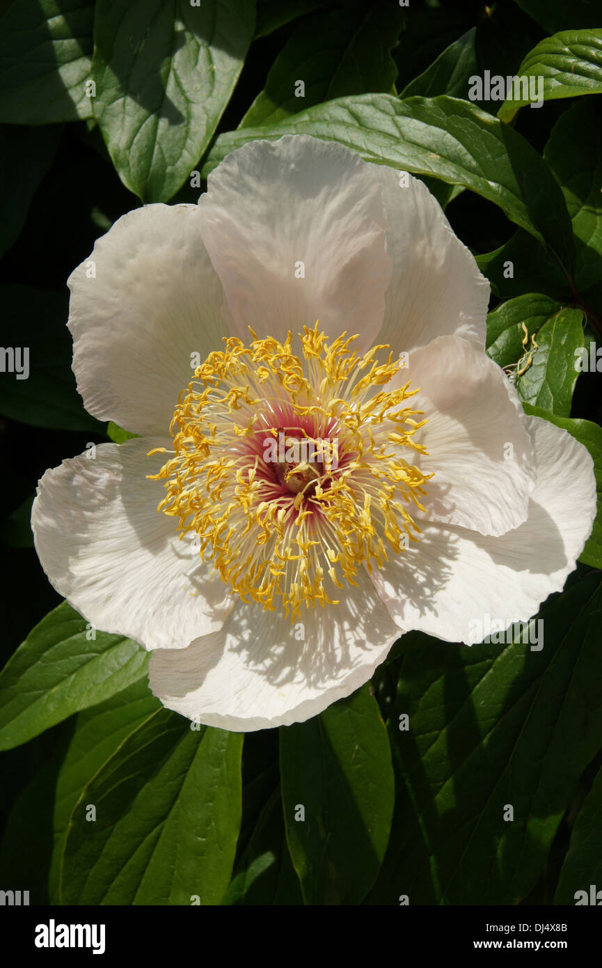 Peonia Foto Stock