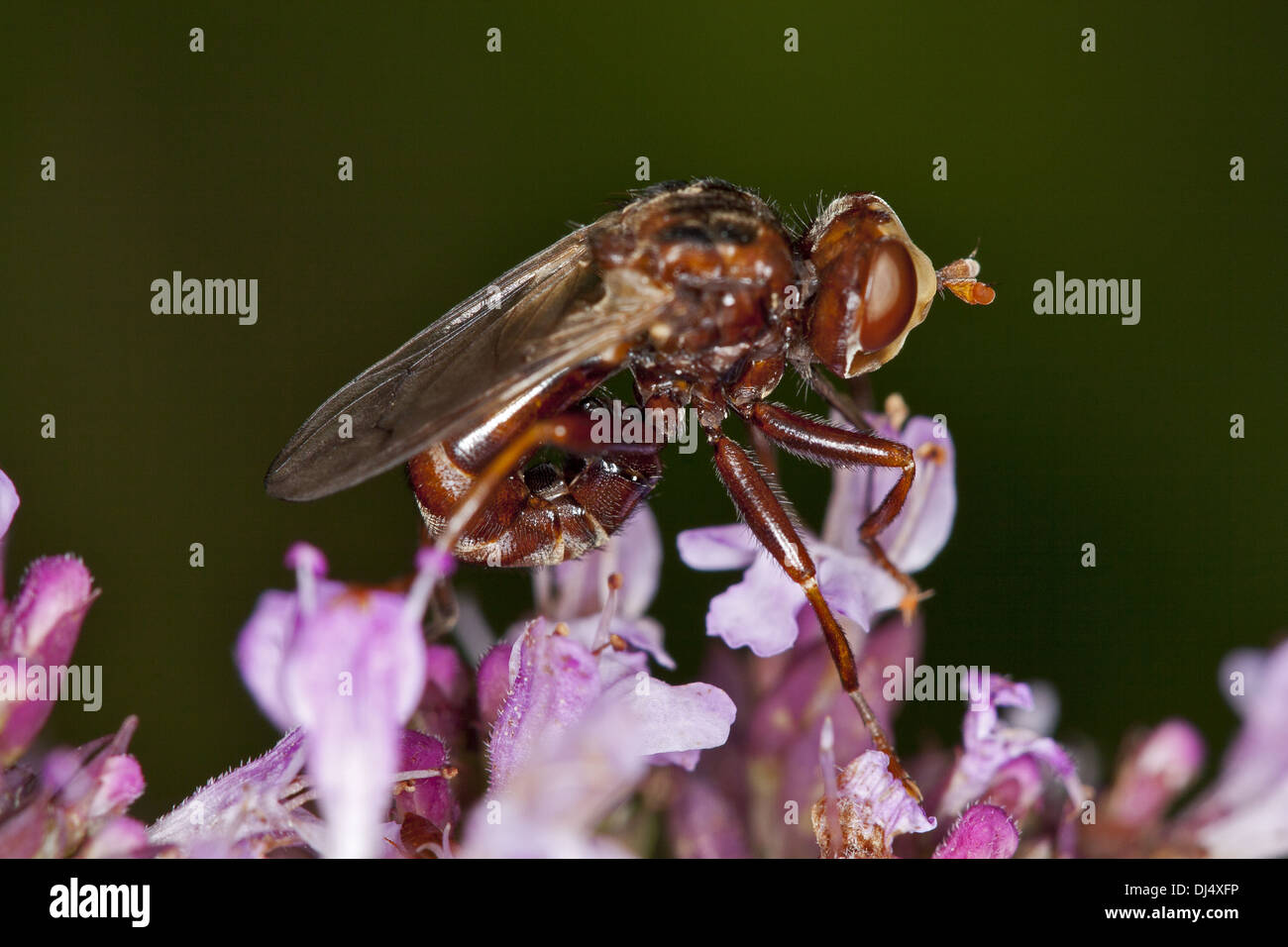 Sicus ferrugineus, spessa capo-fly Foto Stock