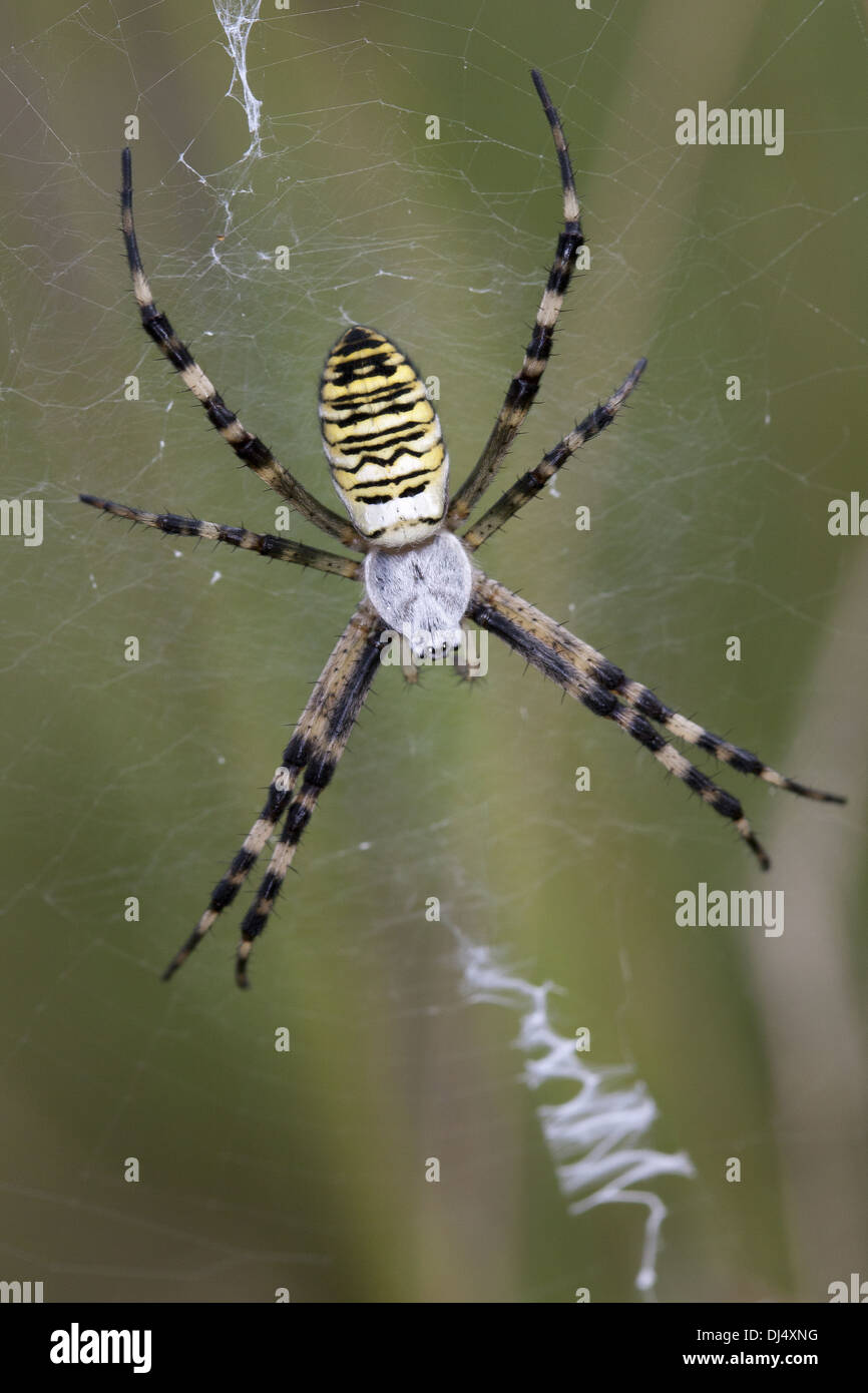 Wasp Spider, Argiope bruennichi Foto Stock