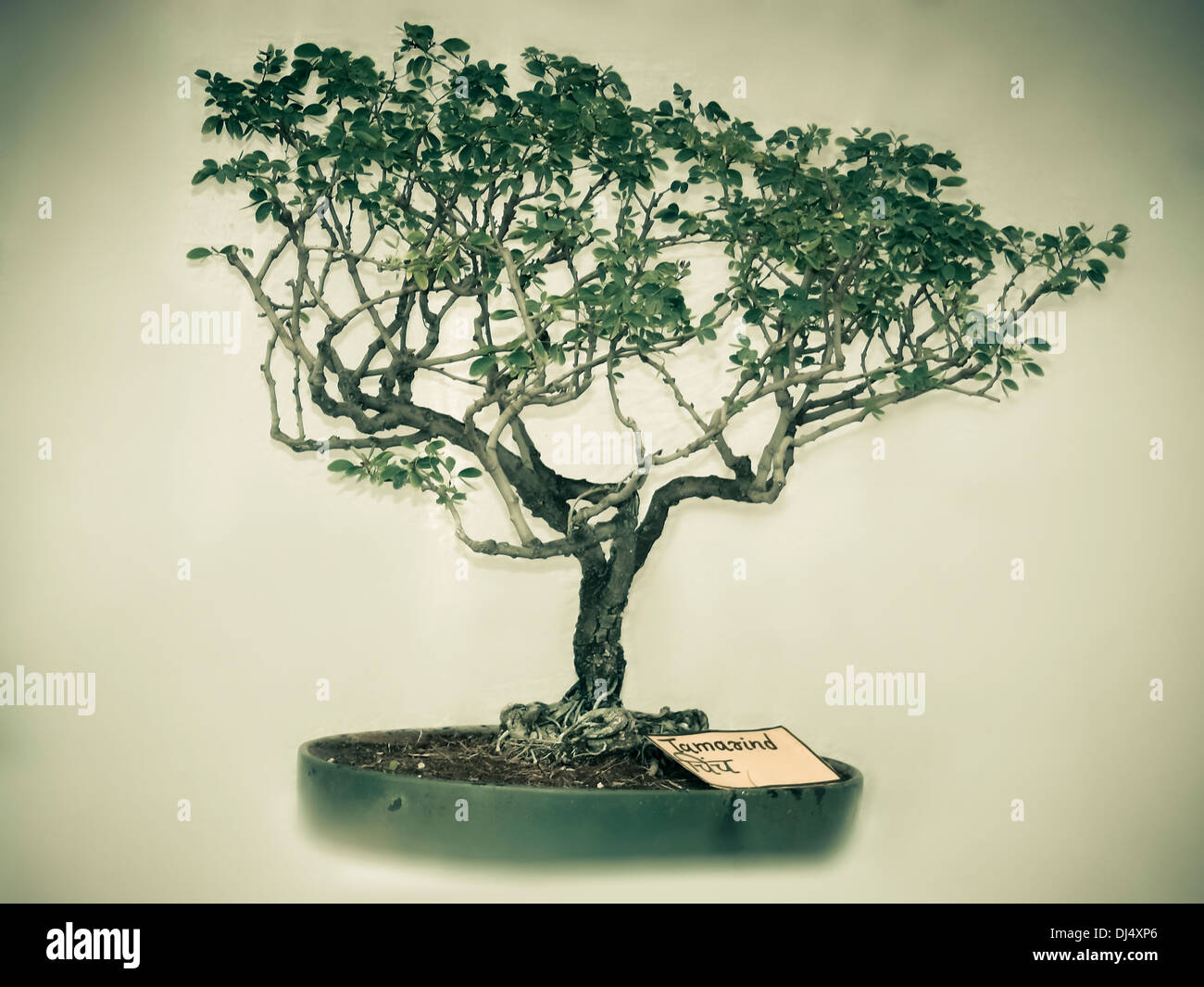 Bonsai di un albero di Tamarindo Foto stock - Alamy