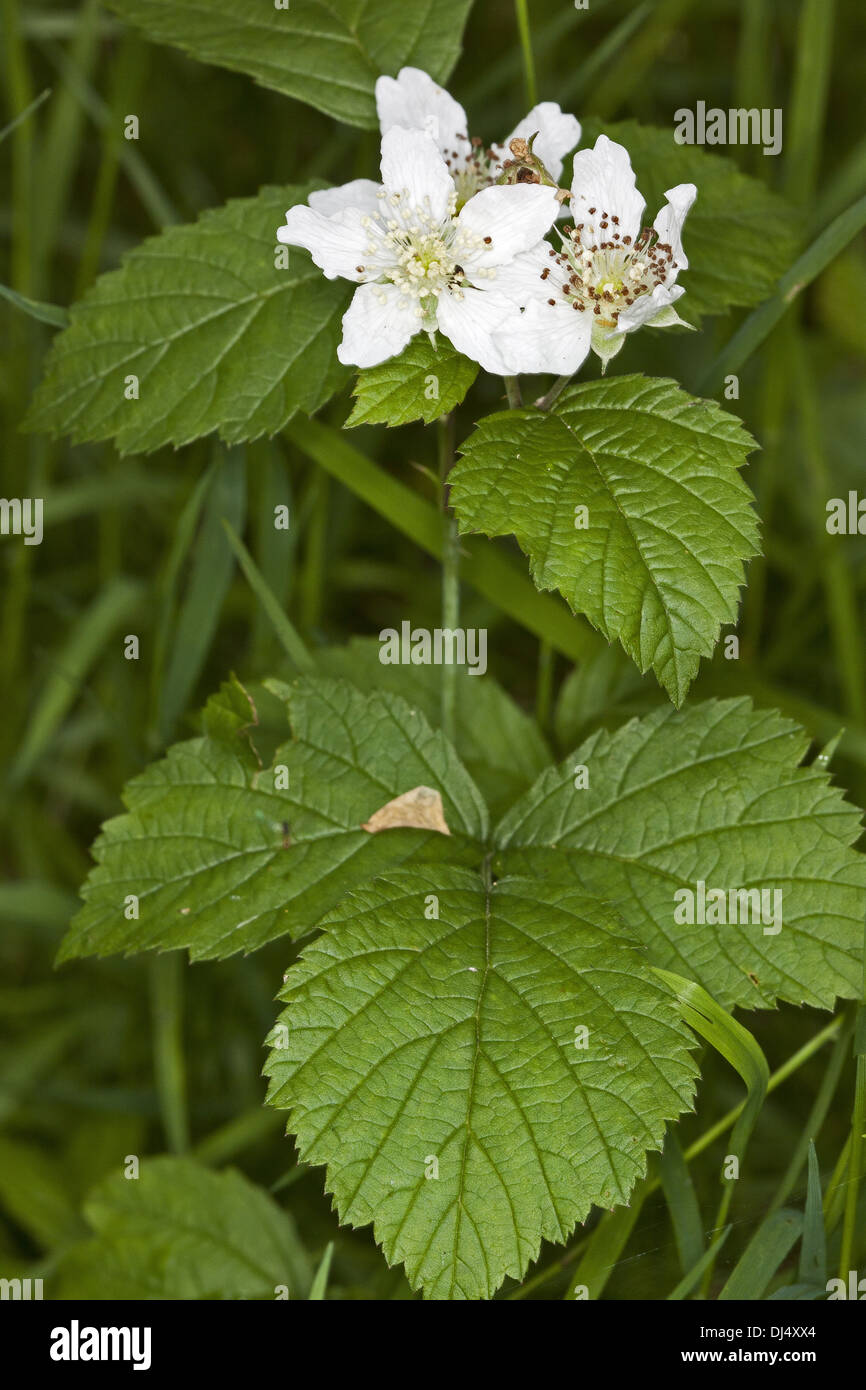 Rubus caesius, Dewberry europea Foto Stock