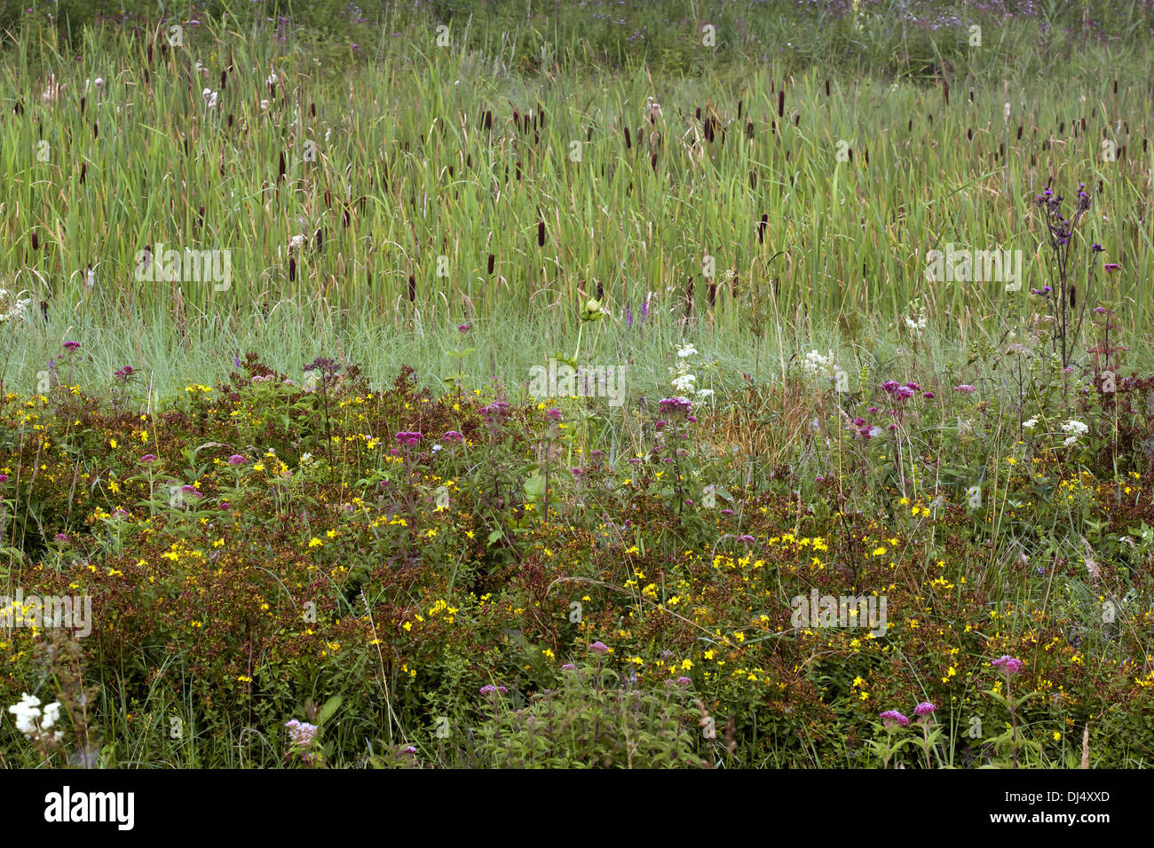 Alte erbe perenni prato Foto Stock