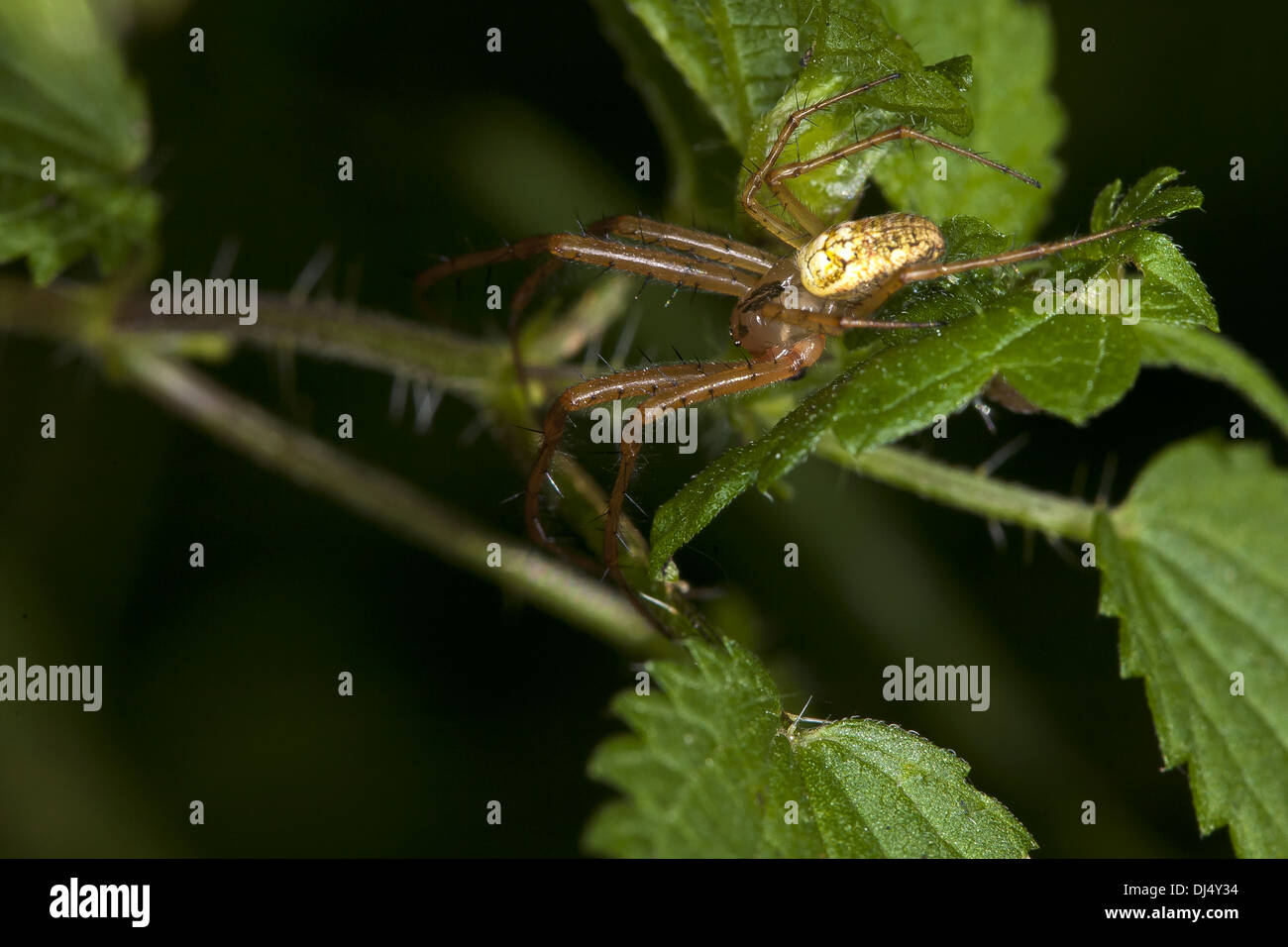 Giardino minore Spider, Metellina segmentata Foto Stock