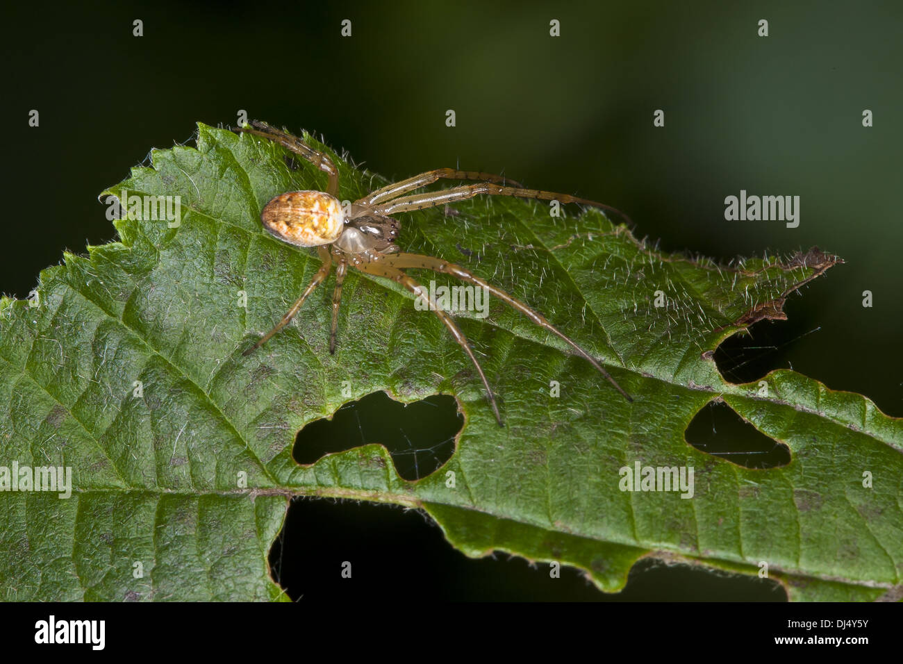 Metellina mengei Foto Stock
