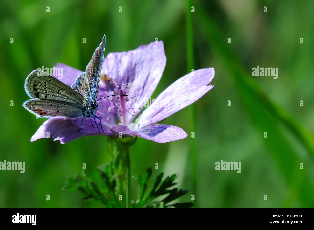 Grande blu su un mallow Foto Stock