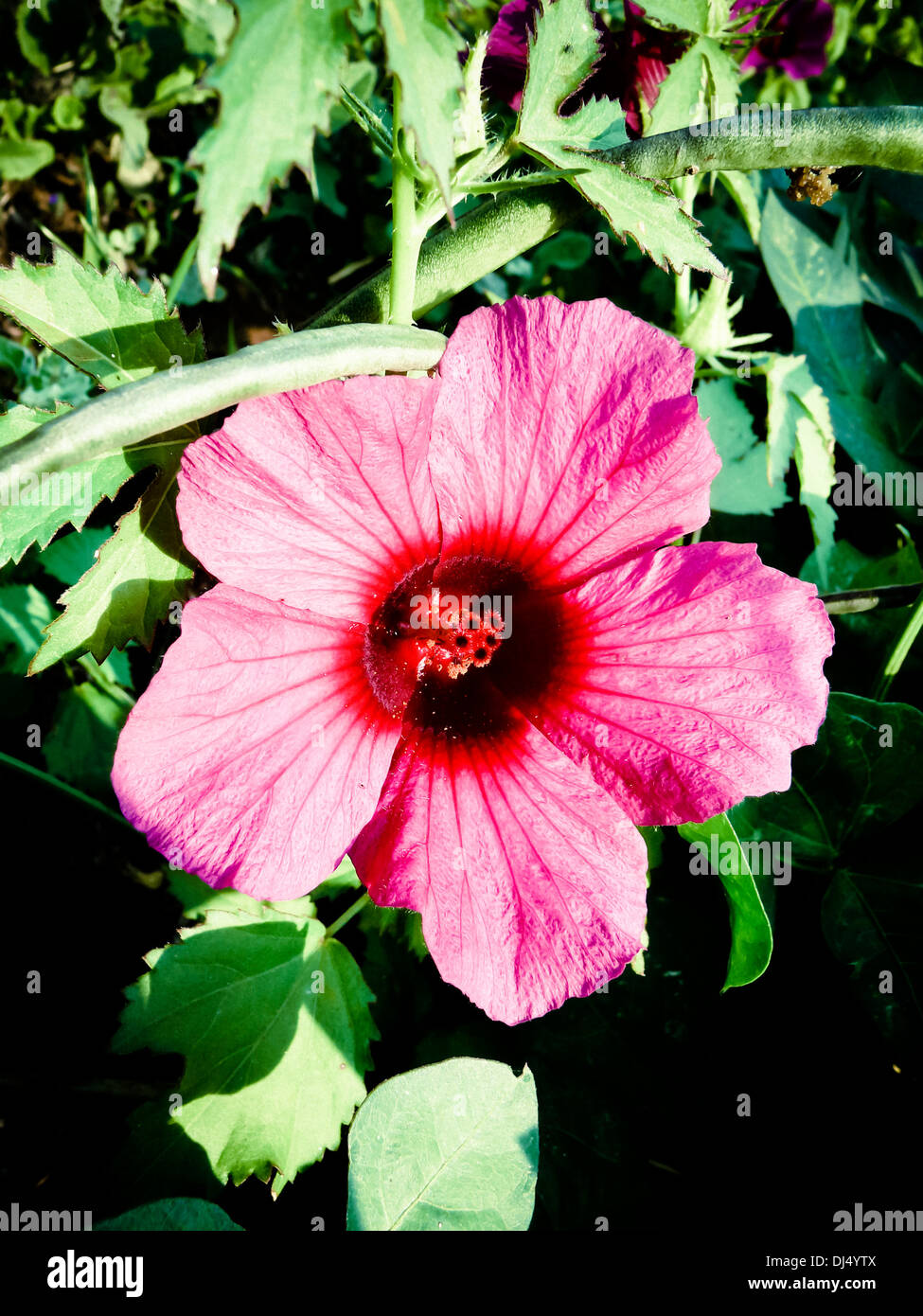 Hibiscus sabdariffa var. rubra, Red Sorrel, Roselle, Florida cranberry, Indiano sorrel, giamaicano sorrel, Patwa Foto Stock