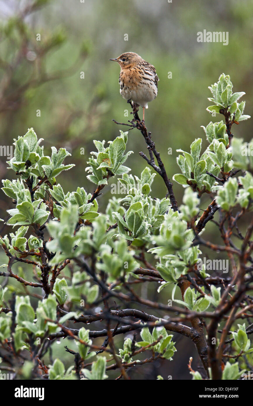Rosso-throated Pipit, Anthus cervinus Foto Stock