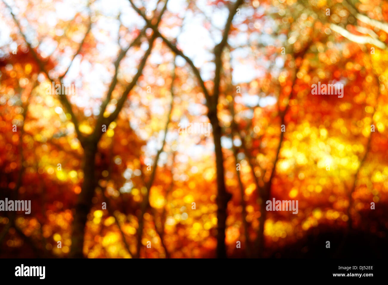 Soleggiato alberi nella foresta autunnale Foto Stock