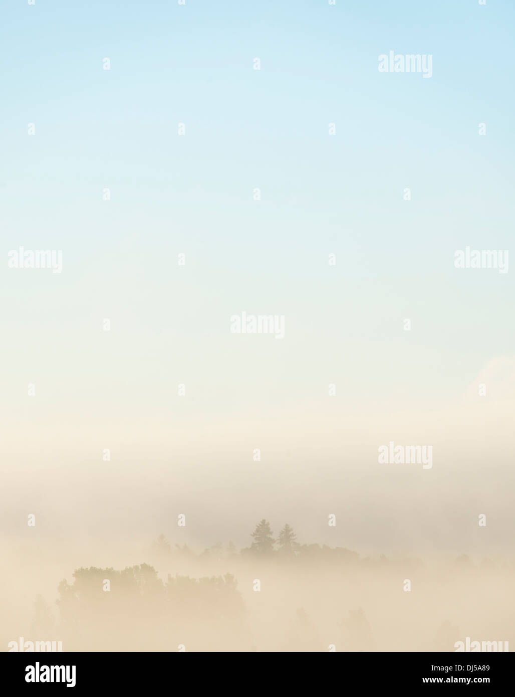 Nebbia copriva paesaggio forestale e sky con copia spazio, Svezia Foto Stock