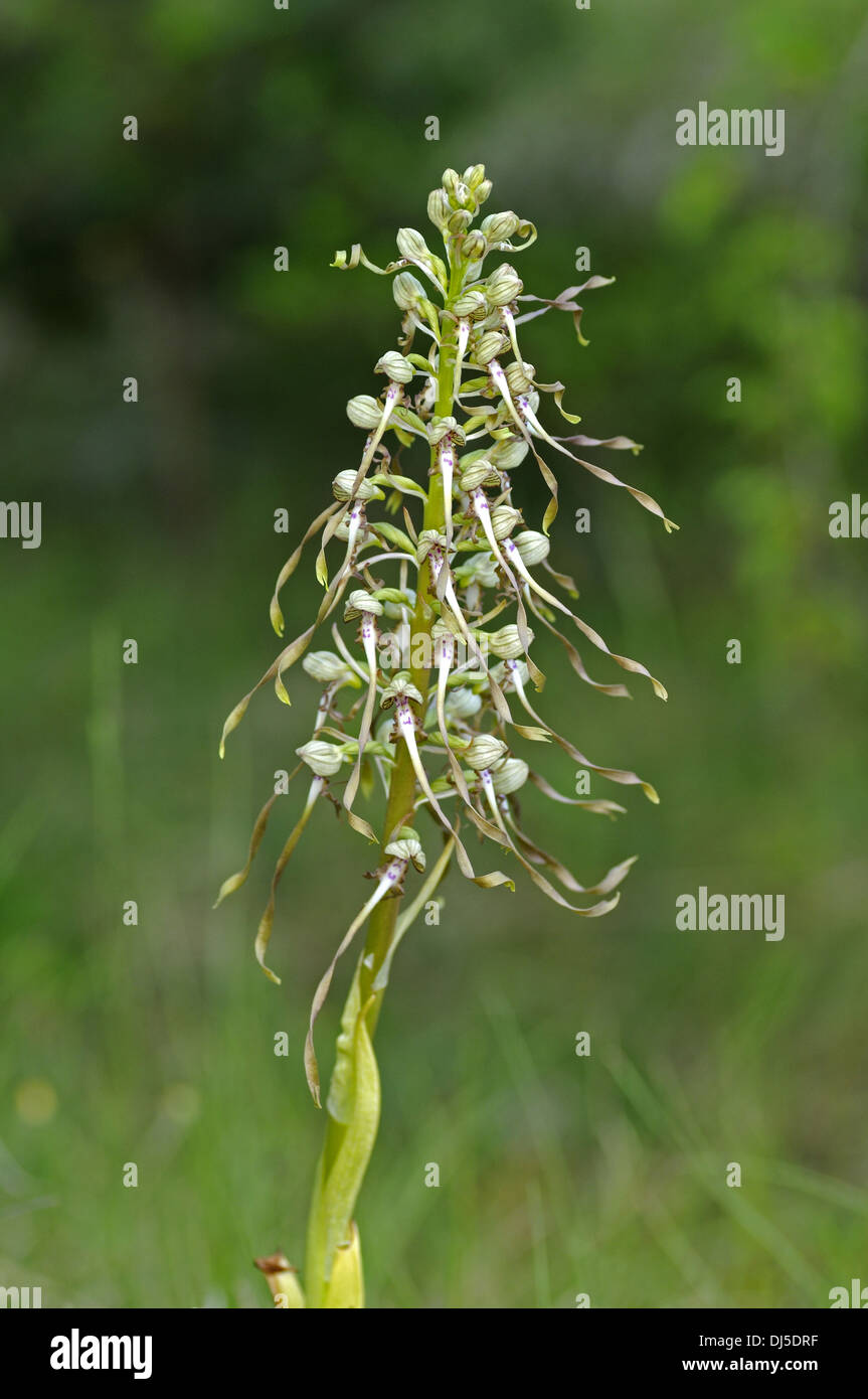 Himantoglossum hircinum Foto Stock