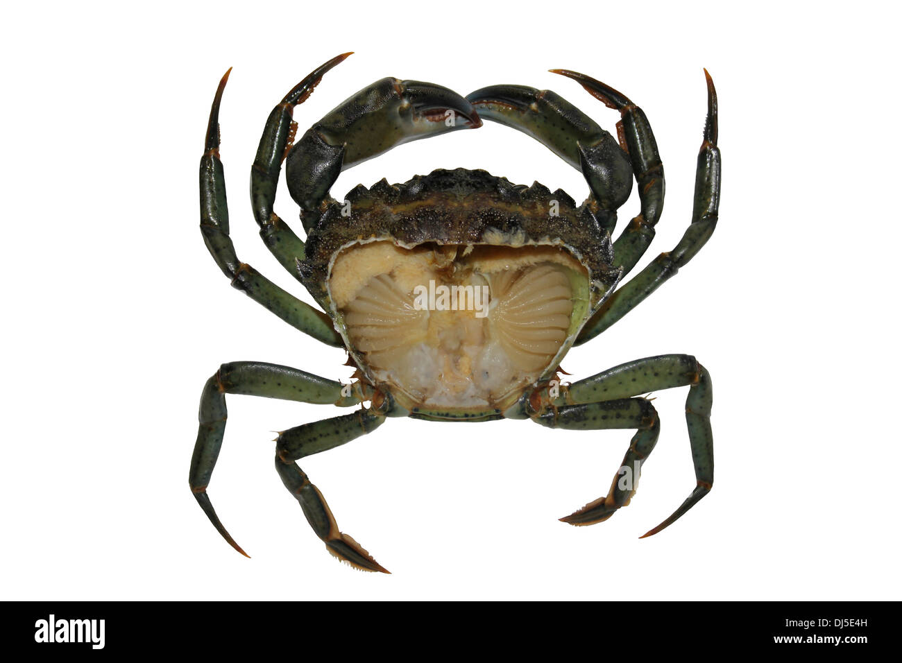 Comune di Shore Crab Carcinus maenas con Carapace rimossa esponendo l'anatomia interna compresi branchie Foto Stock