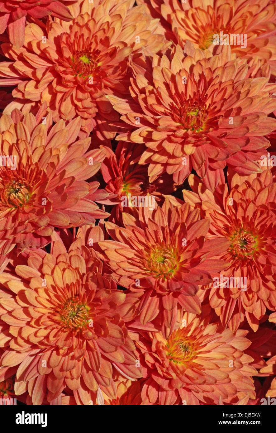 Close up red crisantemi in un giardino Foto Stock