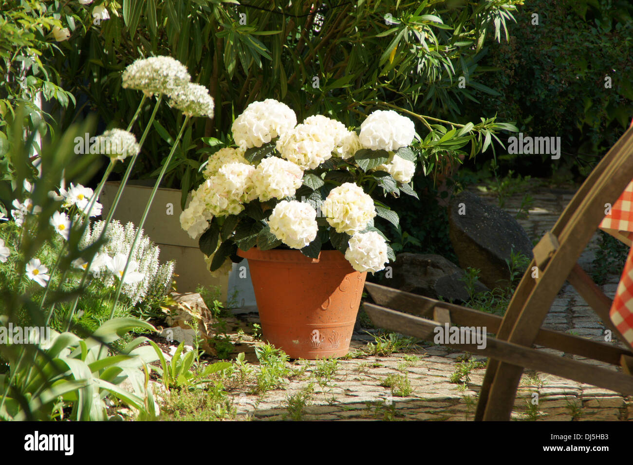 Hortensia Foto Stock