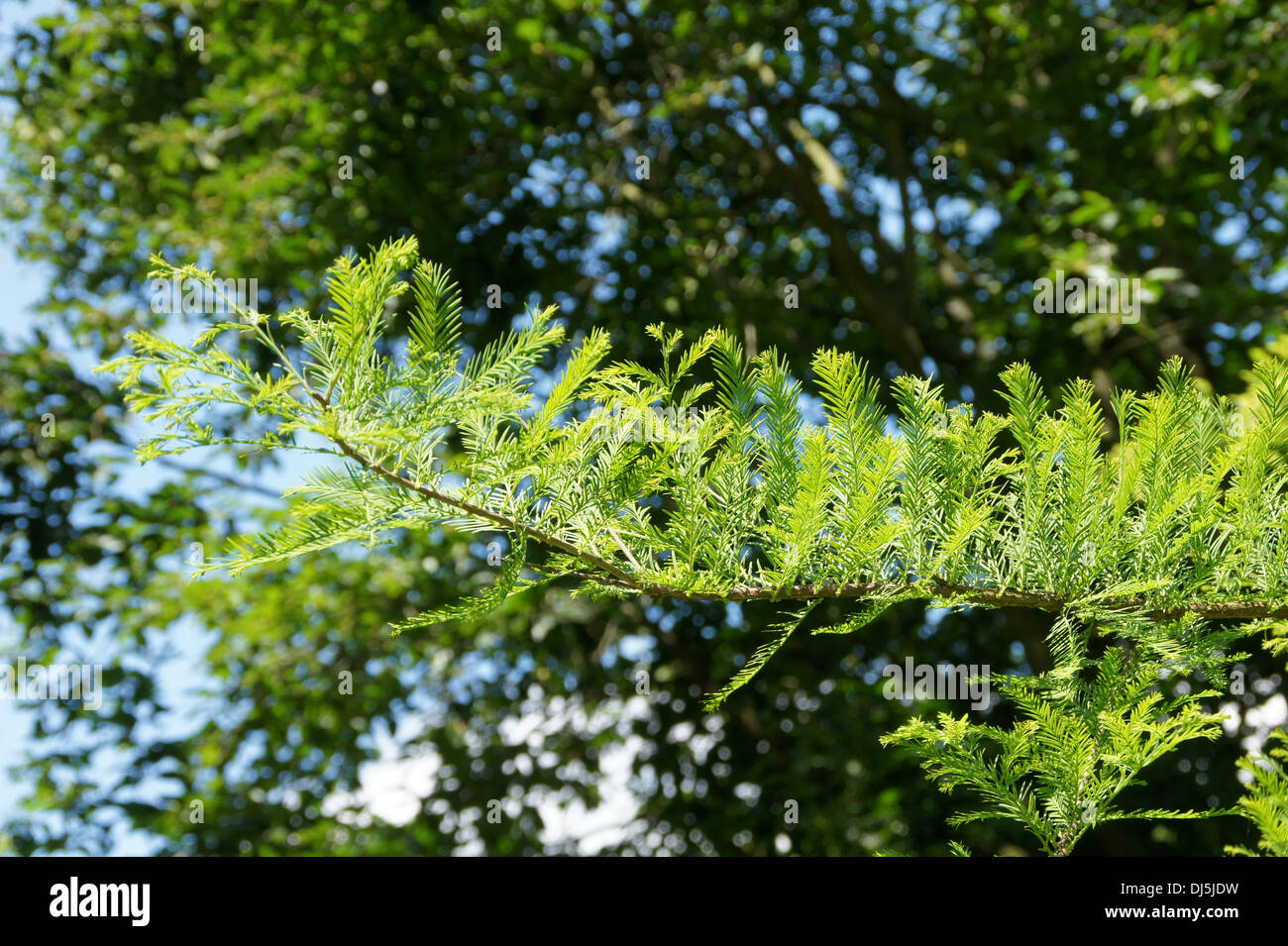 Cipresso di palude Foto Stock