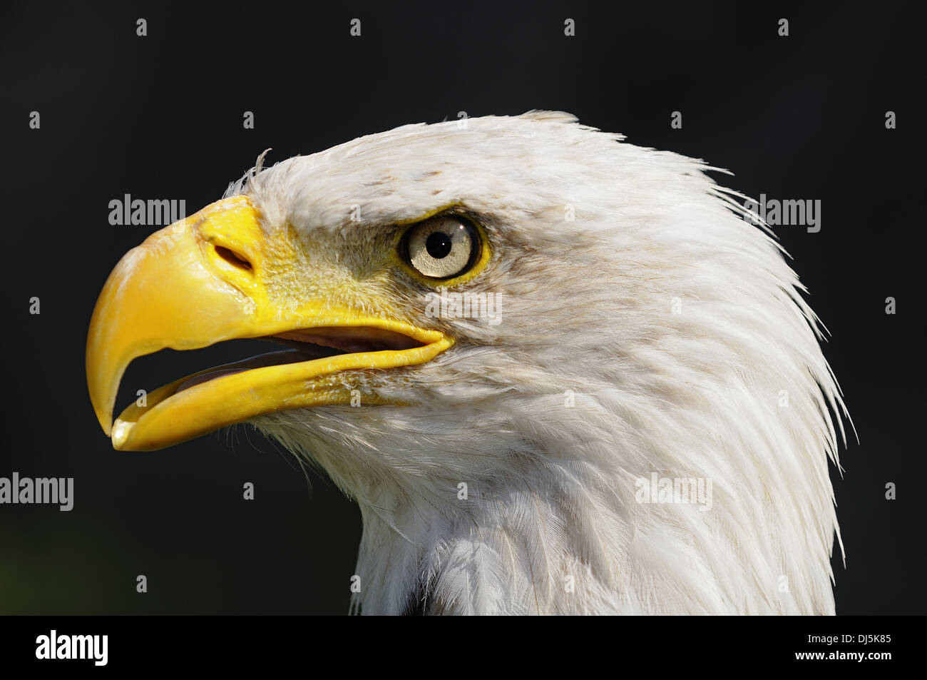 Aquila calva (Haliaeetus leucocephalus) Foto Stock