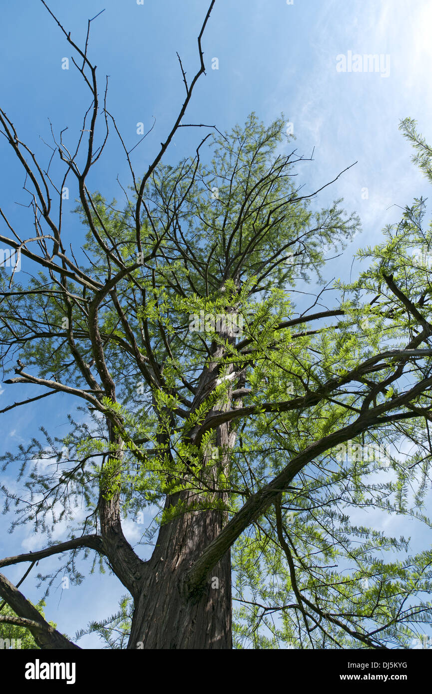 Cipresso calvo da una rana della prospettiva Foto Stock