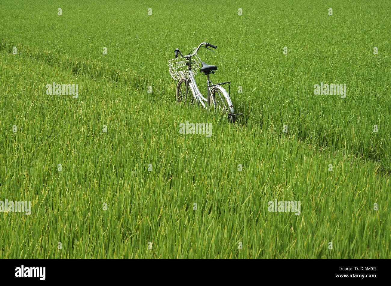 Moto in un campo di risone Foto Stock