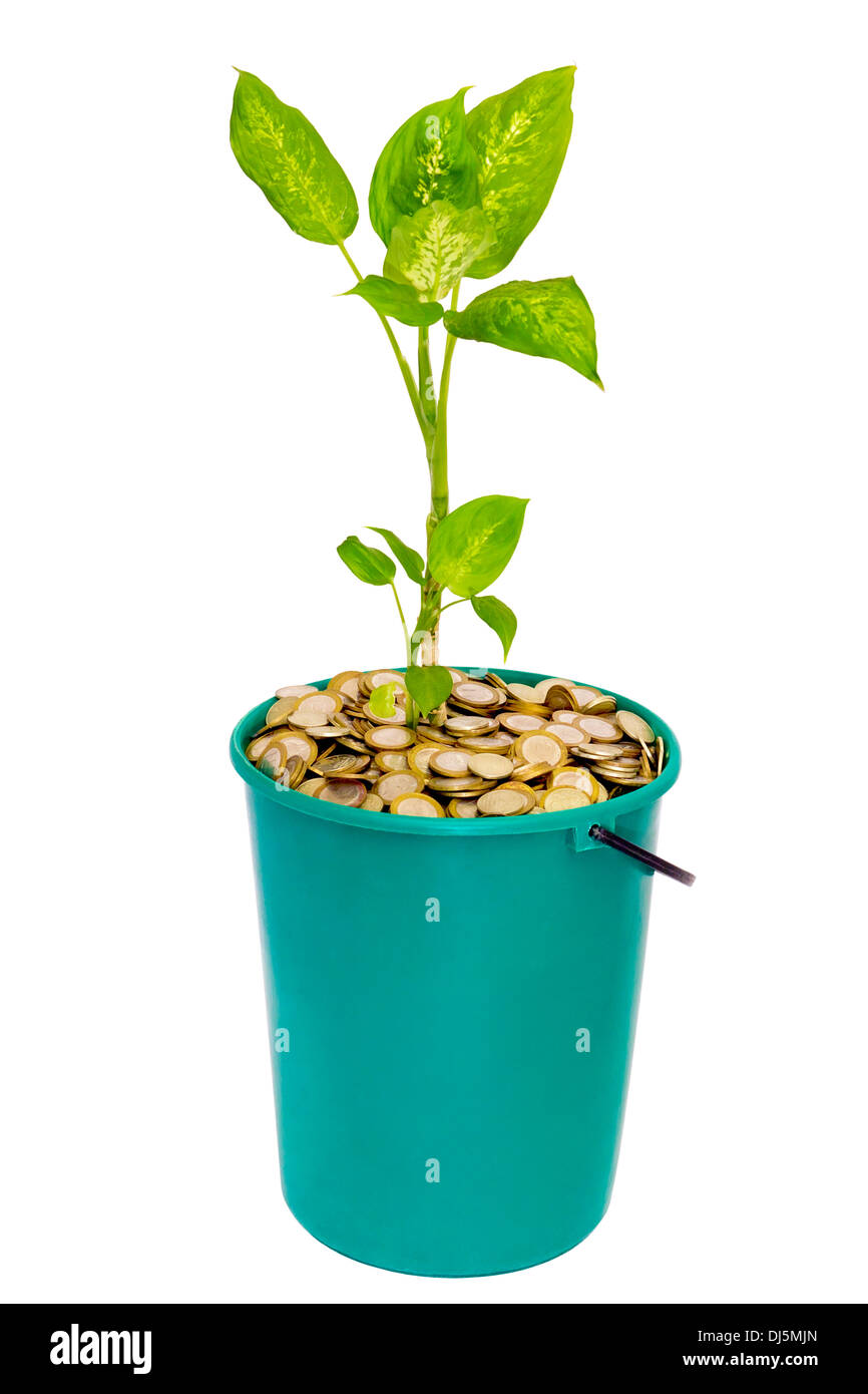 Giovani pianta verde in un secchio di monete Foto Stock