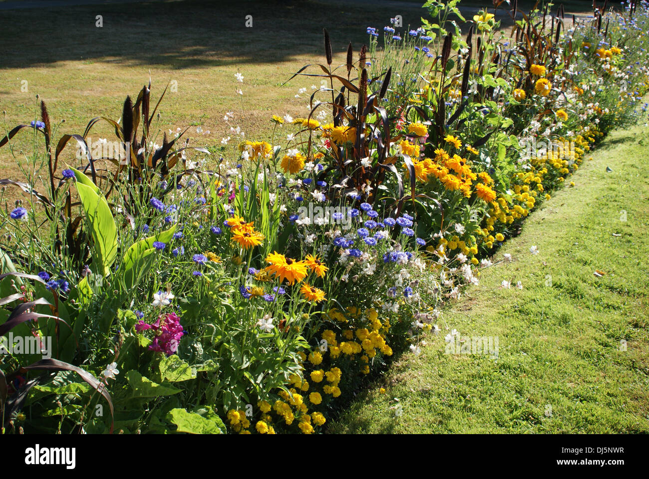 Fiordaliso Foto Stock