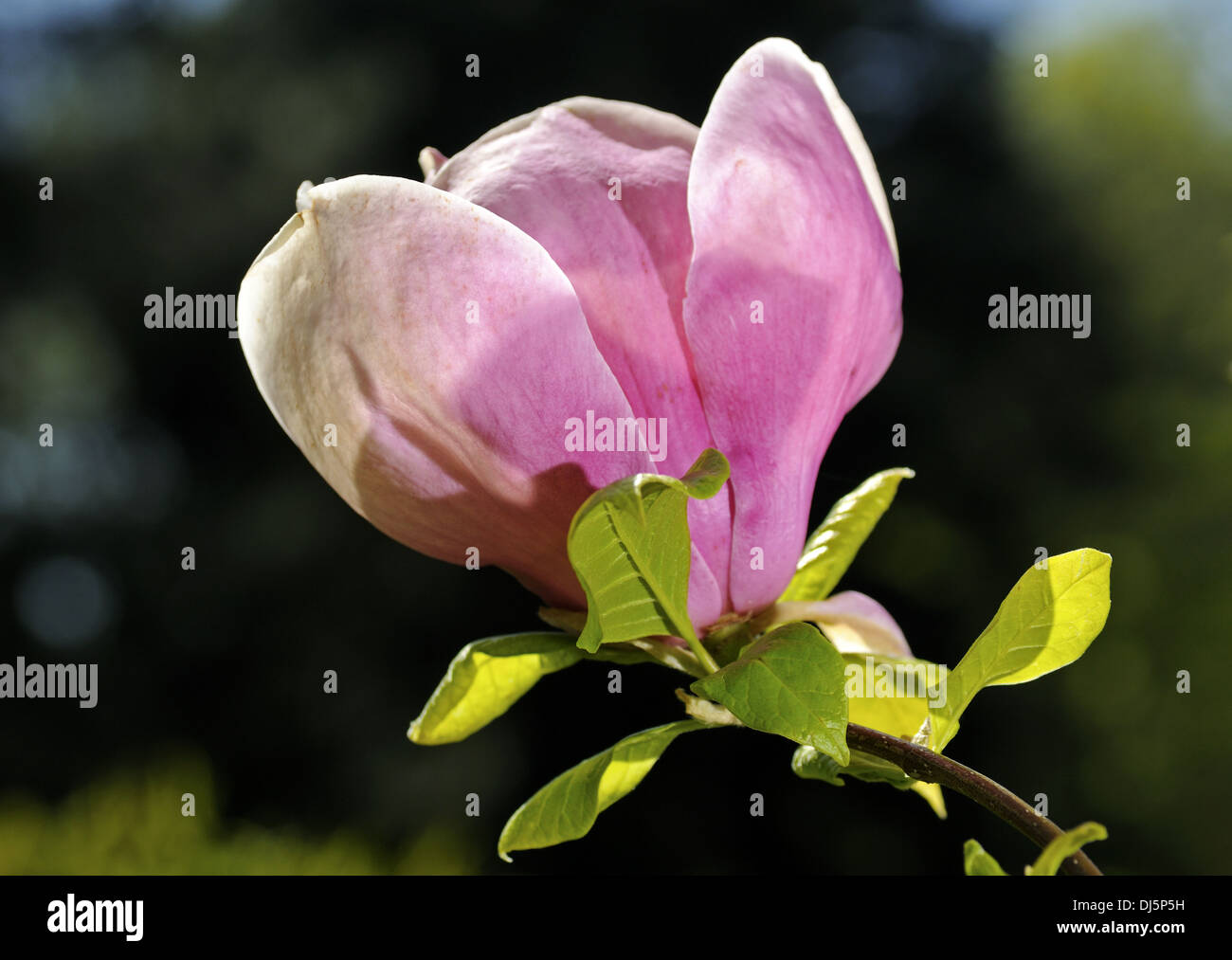 Fiore di magnolia in primavera Foto Stock