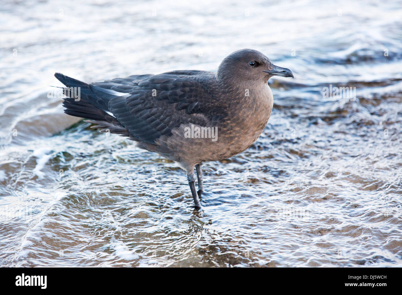 Un bambino Arctic Skua (Stercorarius parasiticus) sulla costa del Northumberland, Regno Unito Foto Stock