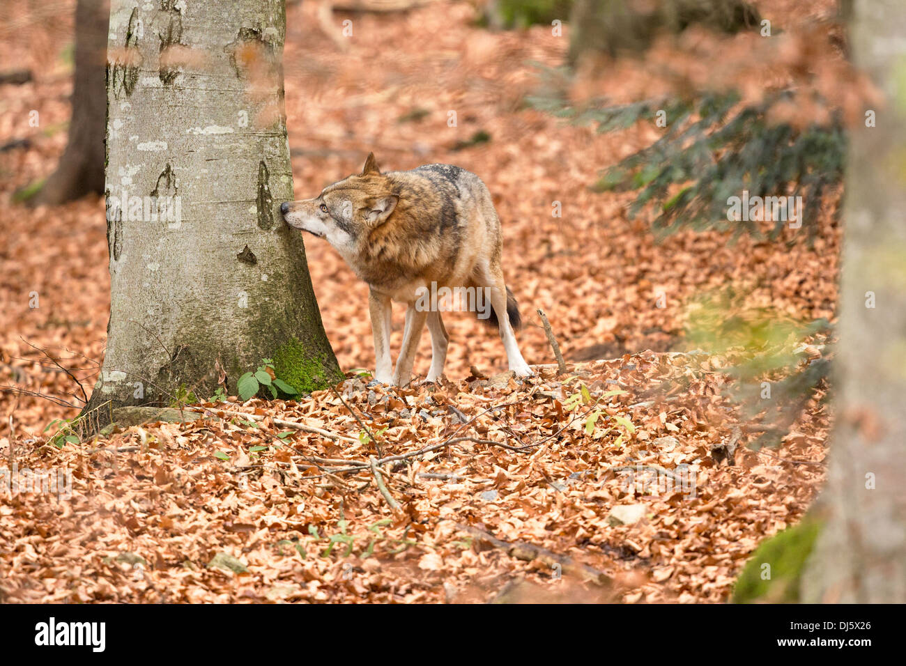 Lupo (Canis lupus) profumazione marcature nel bosco Foto Stock