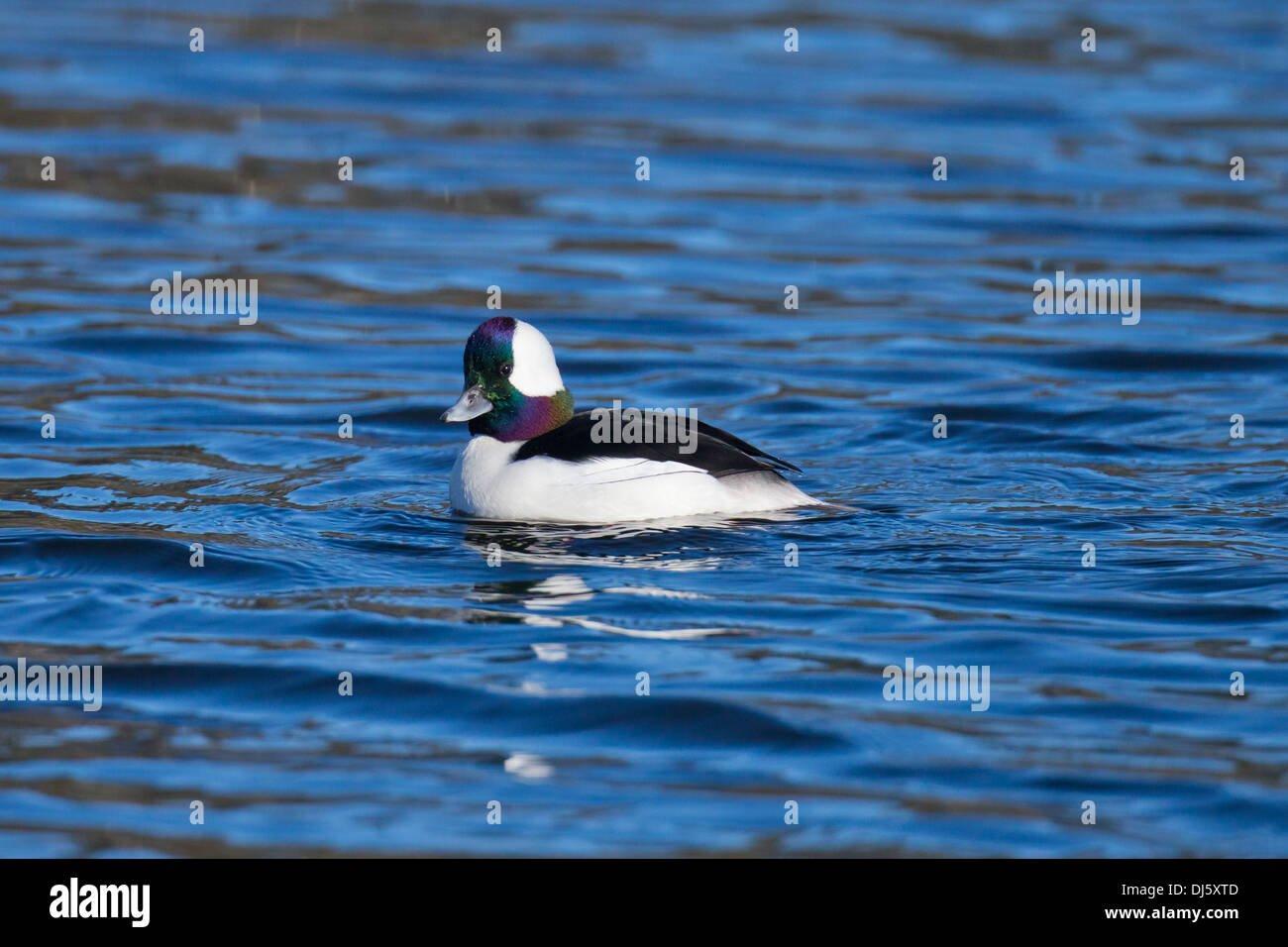 Un maschio di anatra Bufflehead nuoto su acqua blu con un occhio vigile Foto Stock