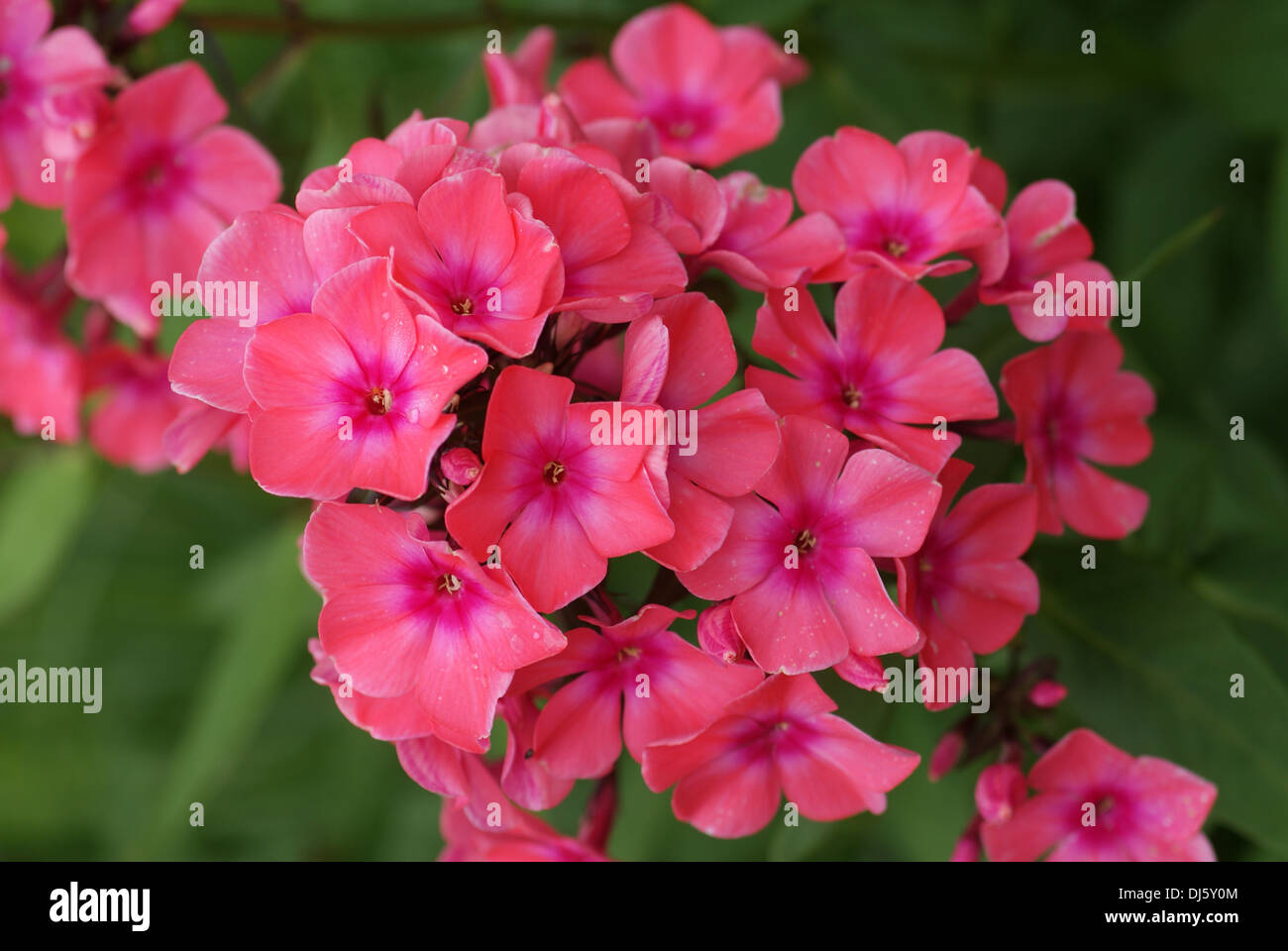 Phlox Foto Stock