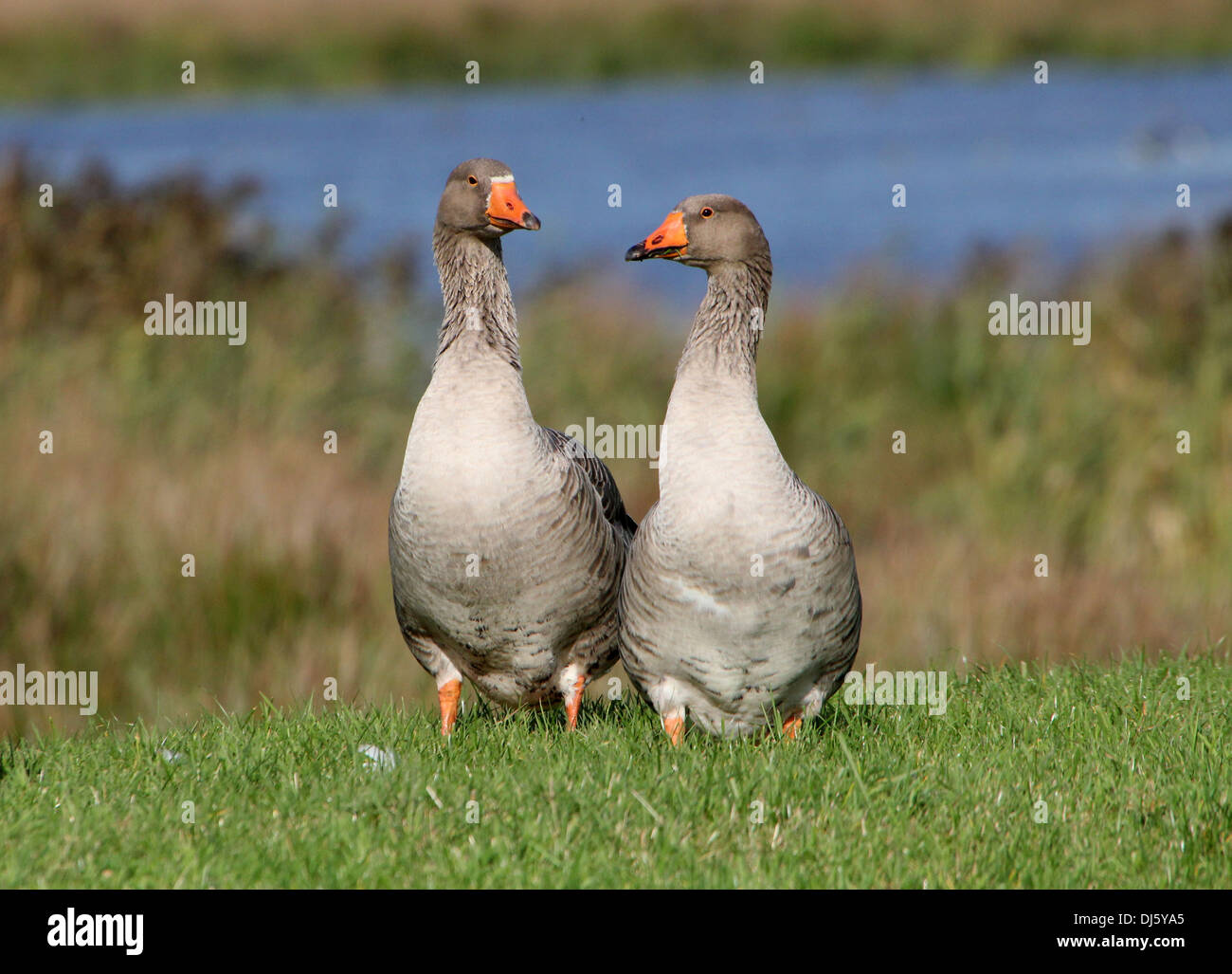 Due oche Graylag (Anser anser) in posa insieme Foto Stock