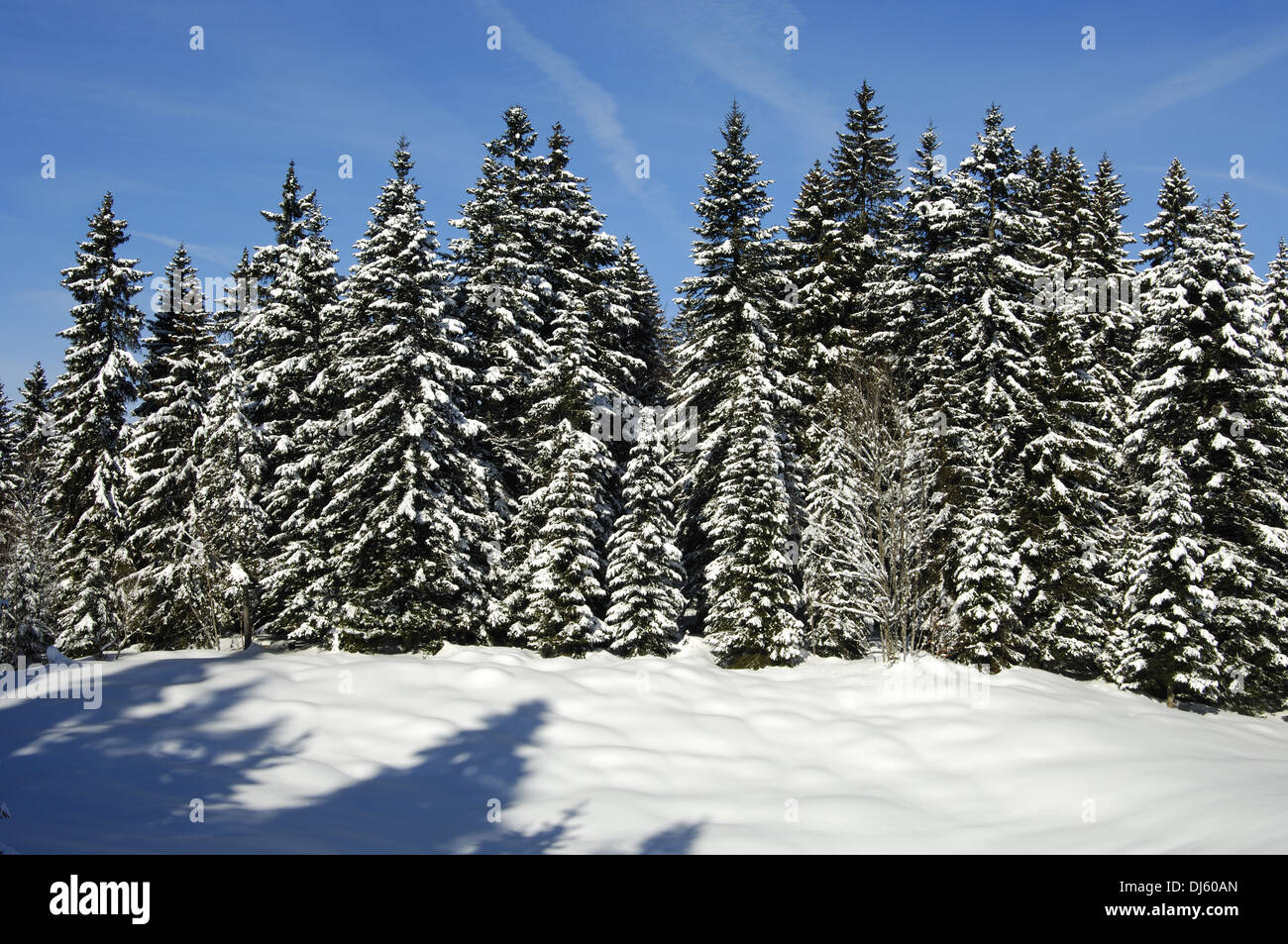 Foresta di inverno Foto Stock