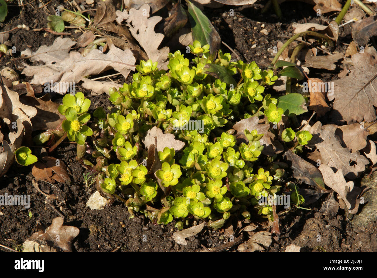 Hacquetia bergonii Foto Stock