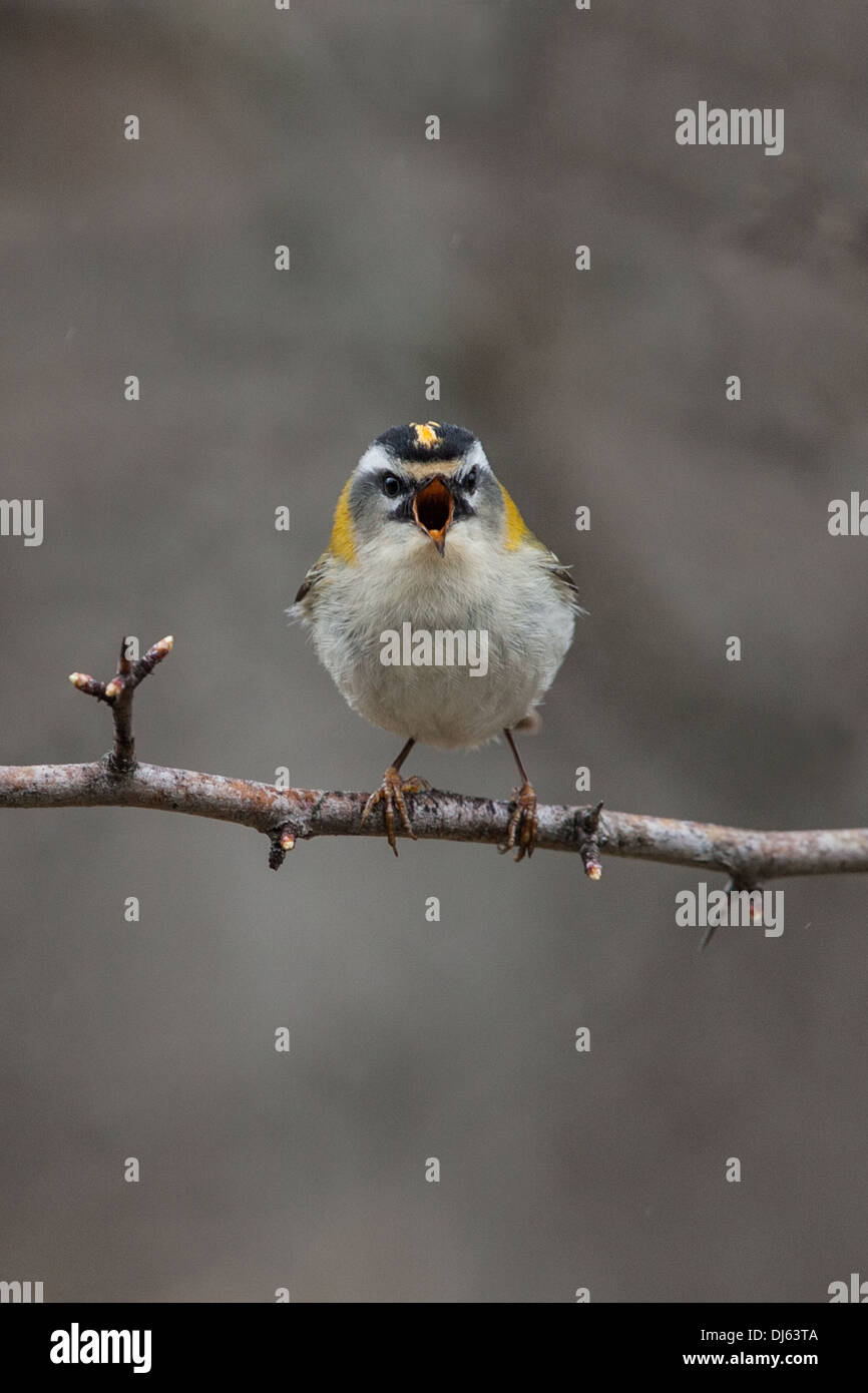 Firecrest Regulus ignicapilla Foto Stock