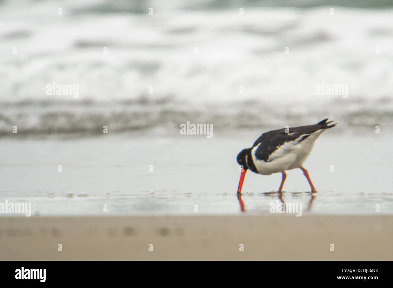 (Oystercatcher Haematopus ostralegus) alimentazione alla linea di marea vicino al promontorio nsiano, Cornwall. Foto Stock