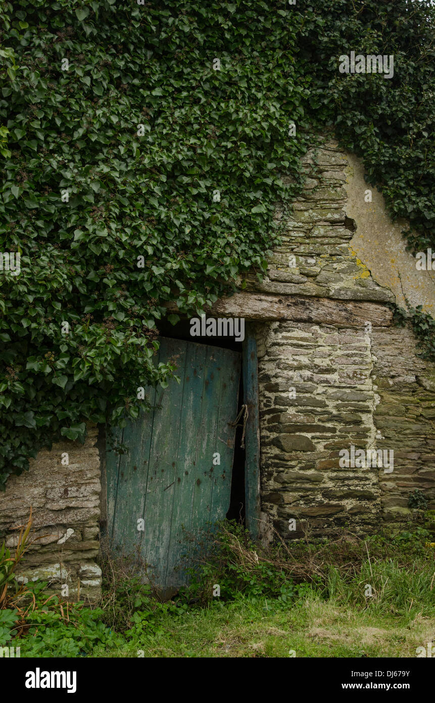 Robusto vecchio porta verde in un vecchio edificio da cortile coperto di edera per le immagini promozionali guardando le aziende agricole e di età compresa tra gli edifici. Foto Stock