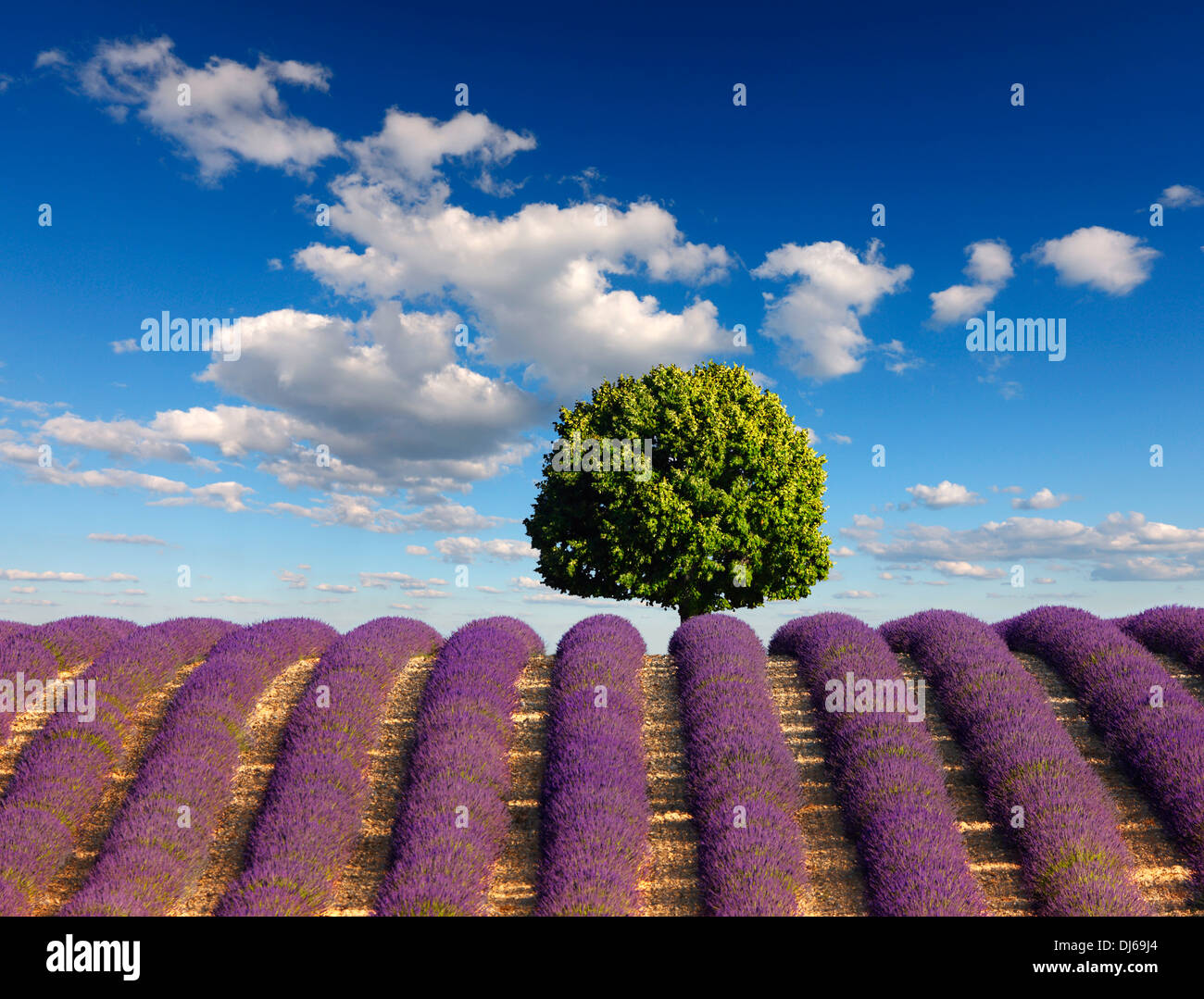 Albero in campo di lavanda con un nuvole sul cielo blu. Foto Stock