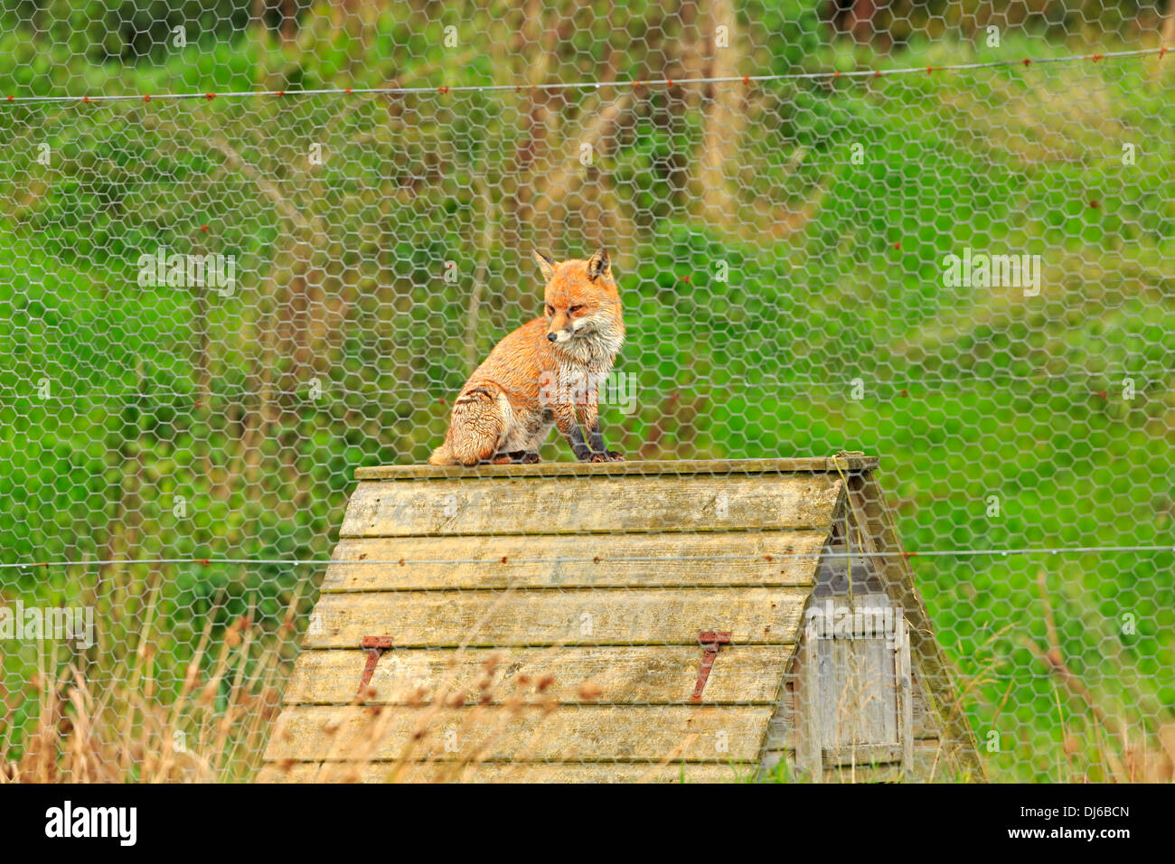 Red Fox, Vulpes vulpes, seduto sulla cima di un pollaio dietro una catena collegamento recinto. Foto Stock