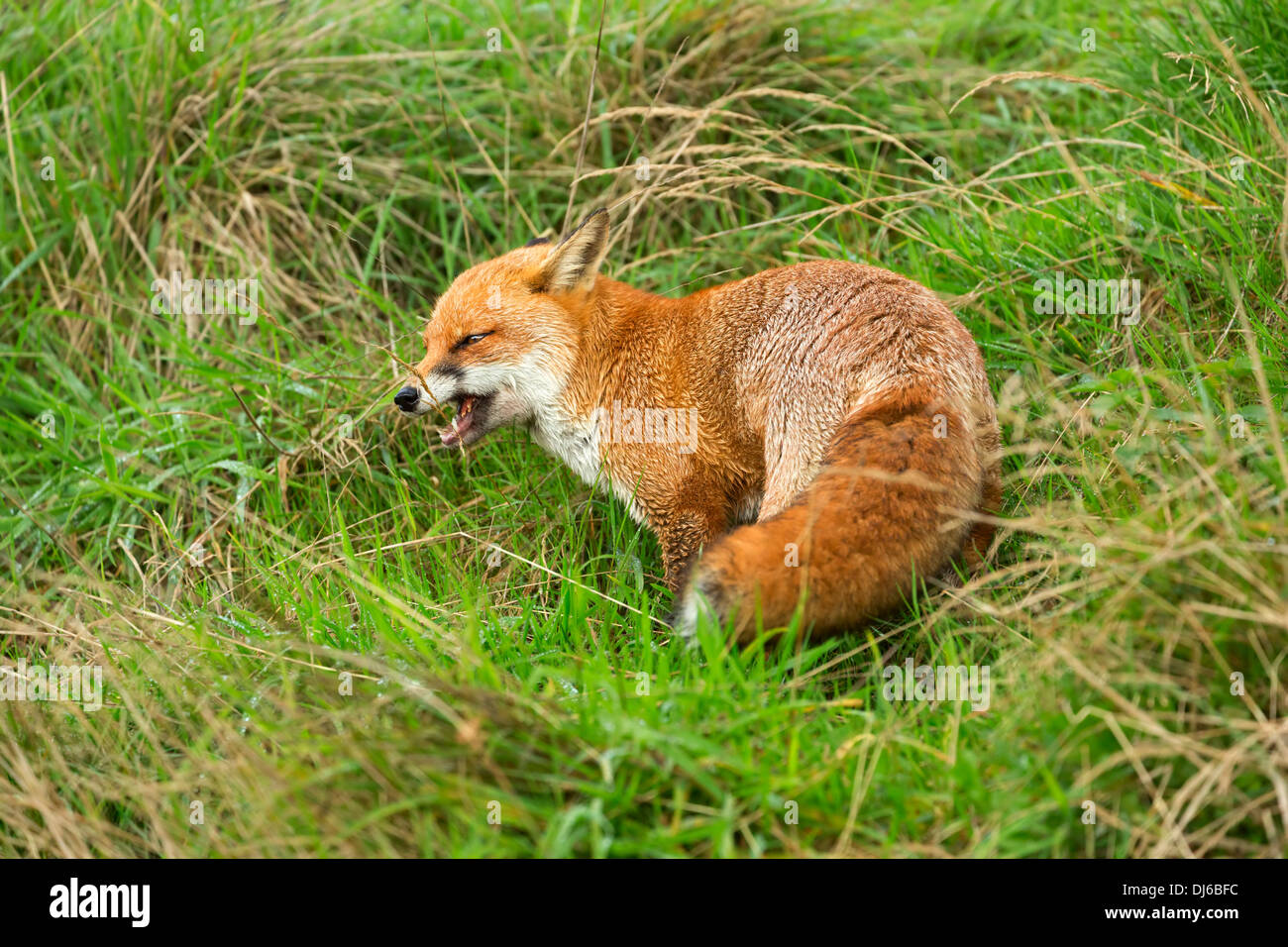 Red Fox, Vulpes vulpes. La Fox ha appena mangiato un pulcino di bambino. Foto Stock