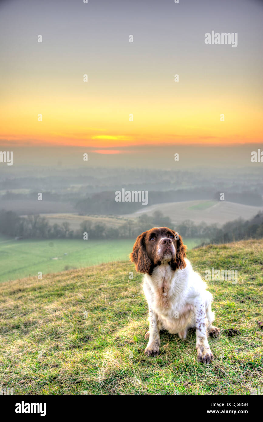 Cane obbediente (fegato e white English Springer Spaniel) sulla collina con tramonto Foto Stock