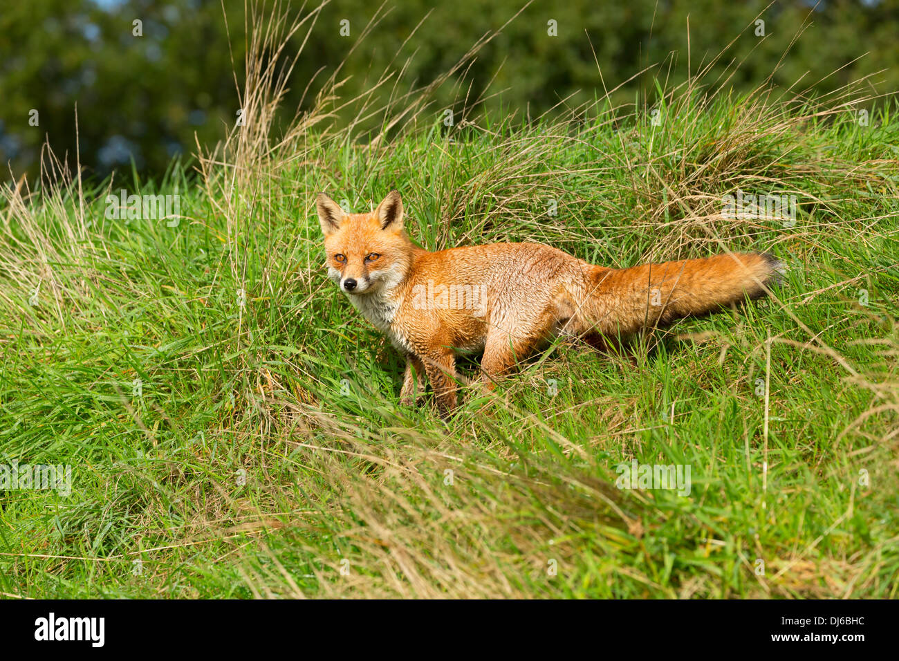 Red Fox, Vulpes vulpes Foto Stock