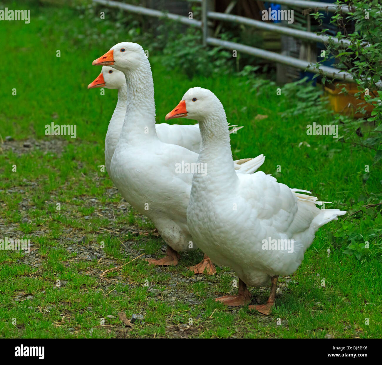 Tre bianchi oche domestiche, Anser anser domesticus o Anser cygnoides Foto Stock