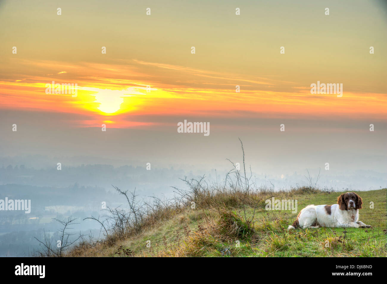 Cane obbediente (fegato e white English Springer Spaniel) sulla collina con tramonto Foto Stock