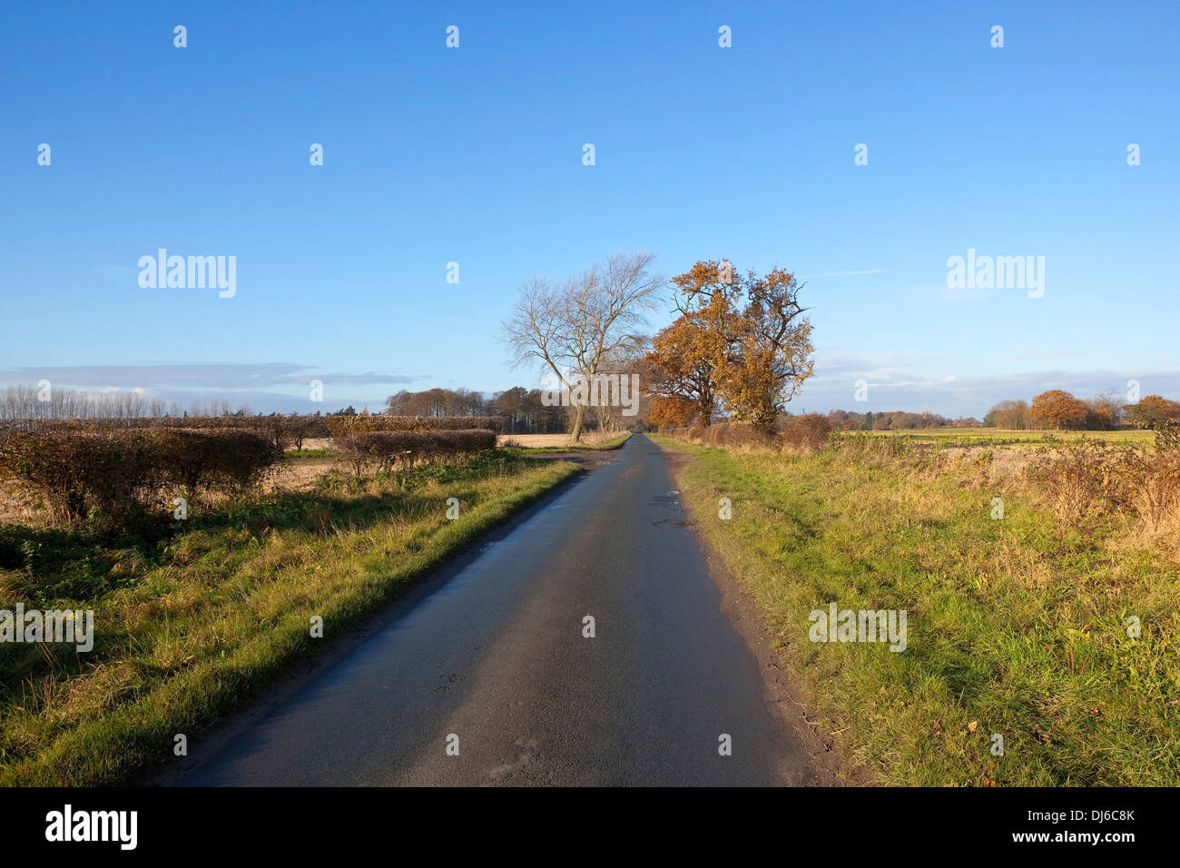 Una piccola strada di campagna con alberi e siepi nella valle di York sotto un cielo blu chiaro in autunno Foto Stock