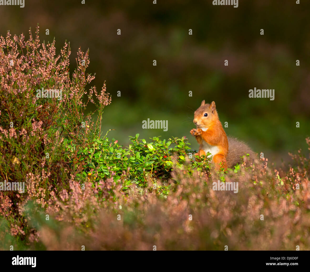Eurasian scoiattolo rosso Sciurus vulgaris Foto Stock