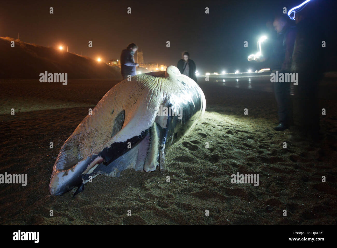Un morto Minke Whale, lavato su Cromer Beach, Norfolk, Regno Unito il 22 novembre 2013 Foto Stock