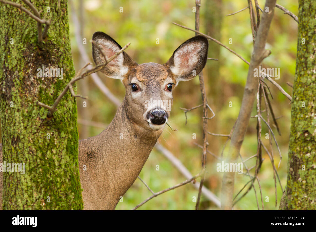 Un inizio di mattina culbianco Cervo femmina (Odocoileus virginianus). Foto Stock