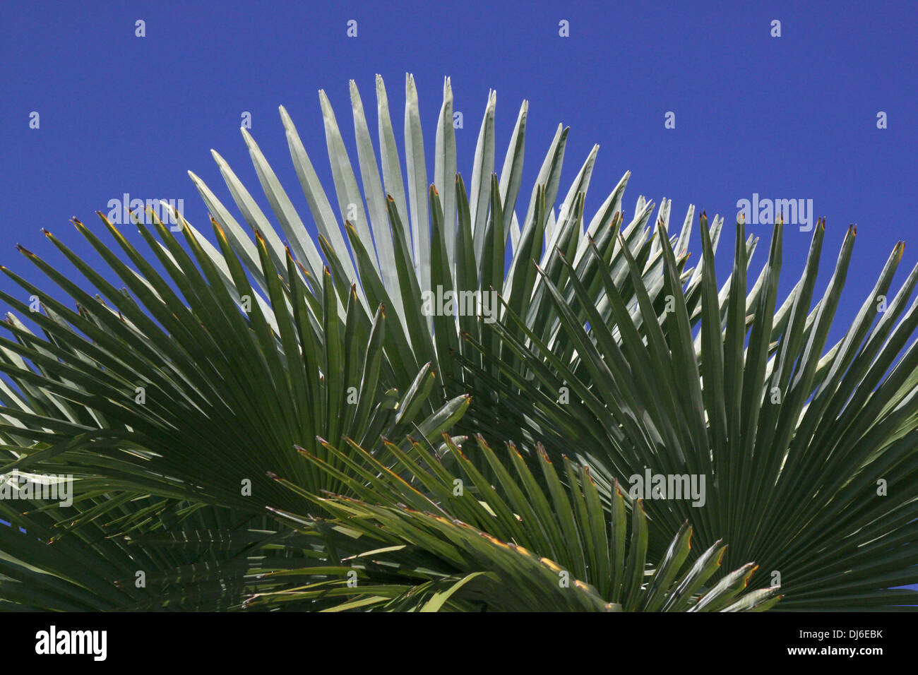 Foglie di palma oltre il cielo blu Foto Stock