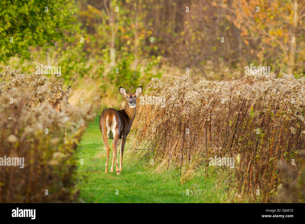 Un inizio di mattina culbianco Cervo femmina (Odocoileus virginianus). Foto Stock