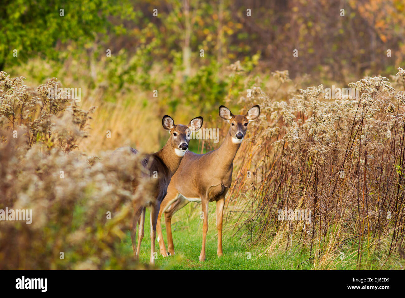 La mattina presto culbianco cervi femmine (Odocoileus virginianus). Foto Stock