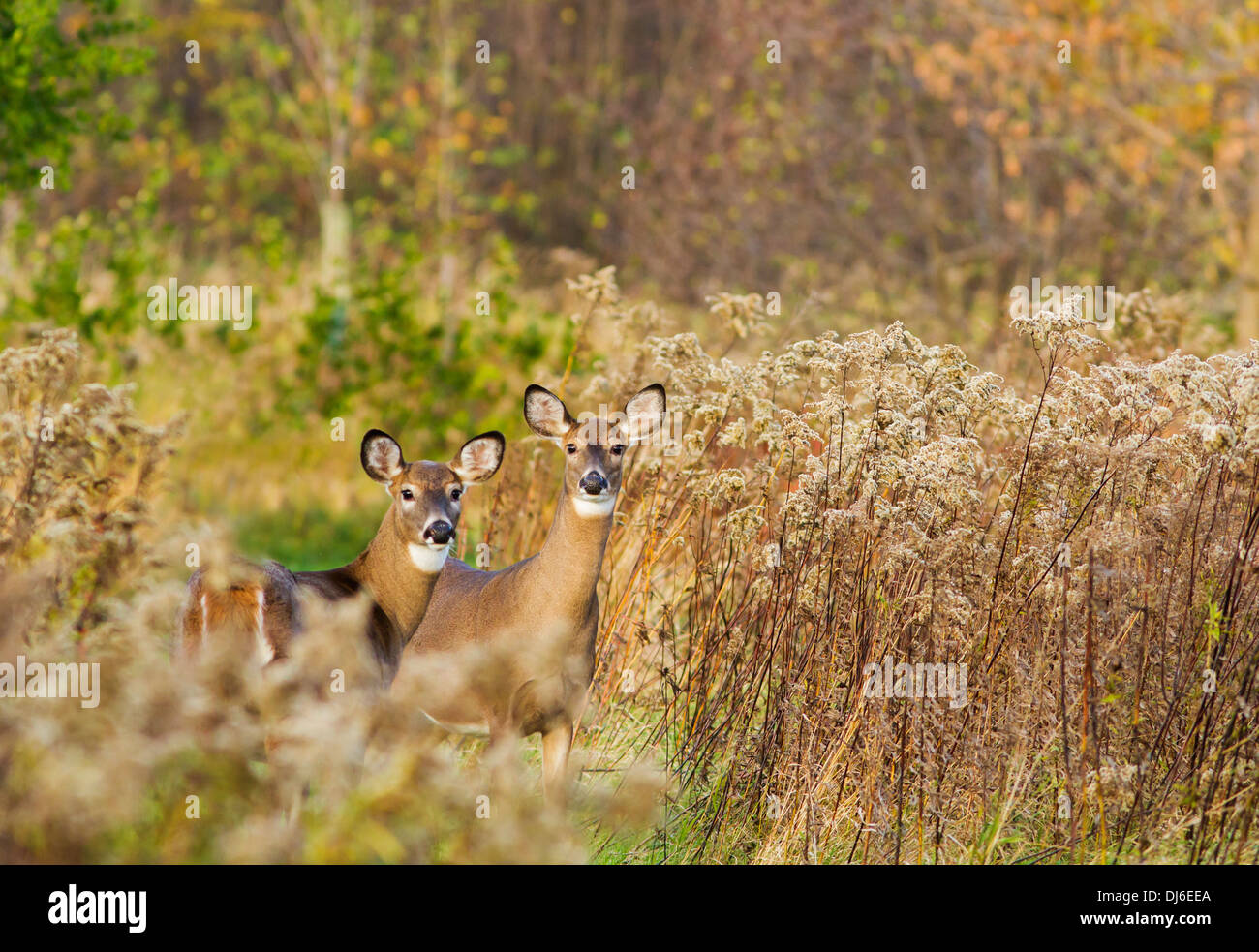La mattina presto culbianco cervi femmine (Odocoileus virginianus). Foto Stock