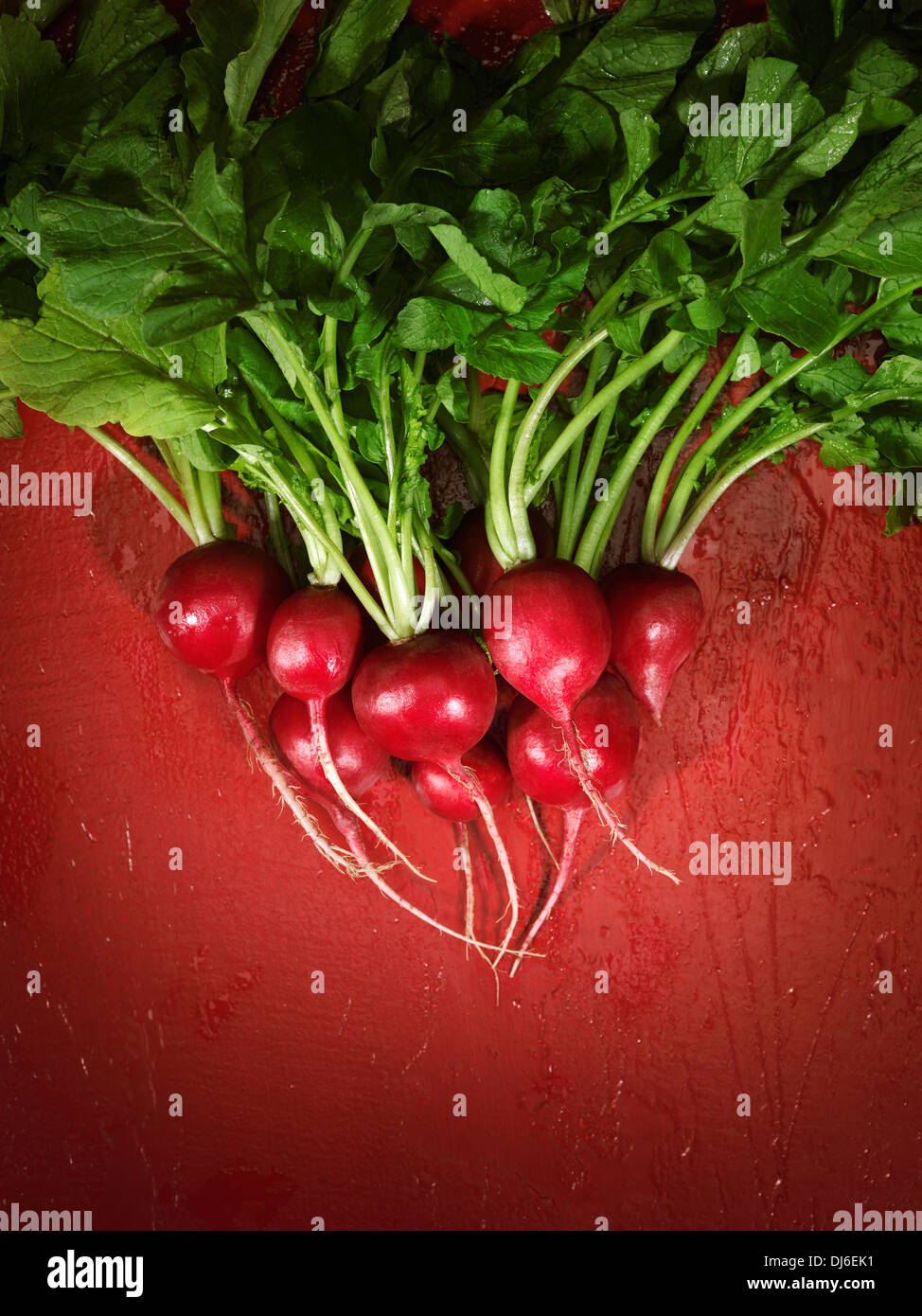 Mazzetto di rafano, artistico cibo colorato ancora in vita su sfondo rosso Foto Stock
